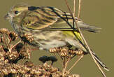 Serin cini