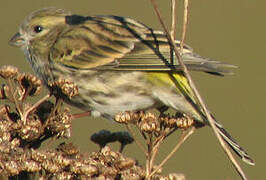 European Serin