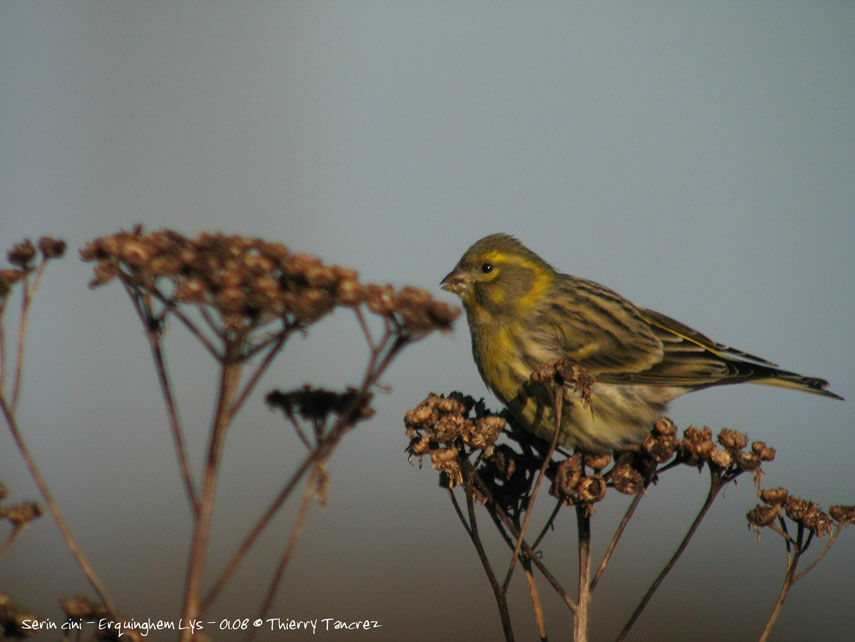 European Serin