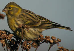 European Serin