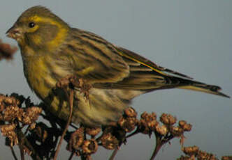 Serin cini