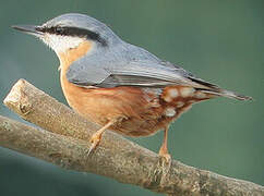 Eurasian Nuthatch