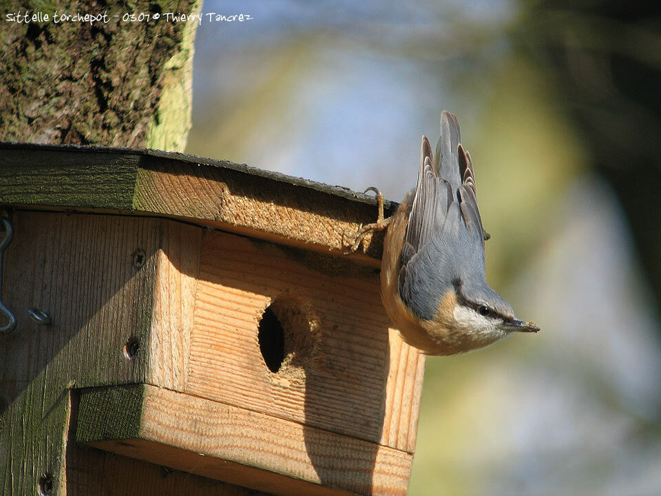 Eurasian Nuthatch