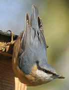 Eurasian Nuthatch