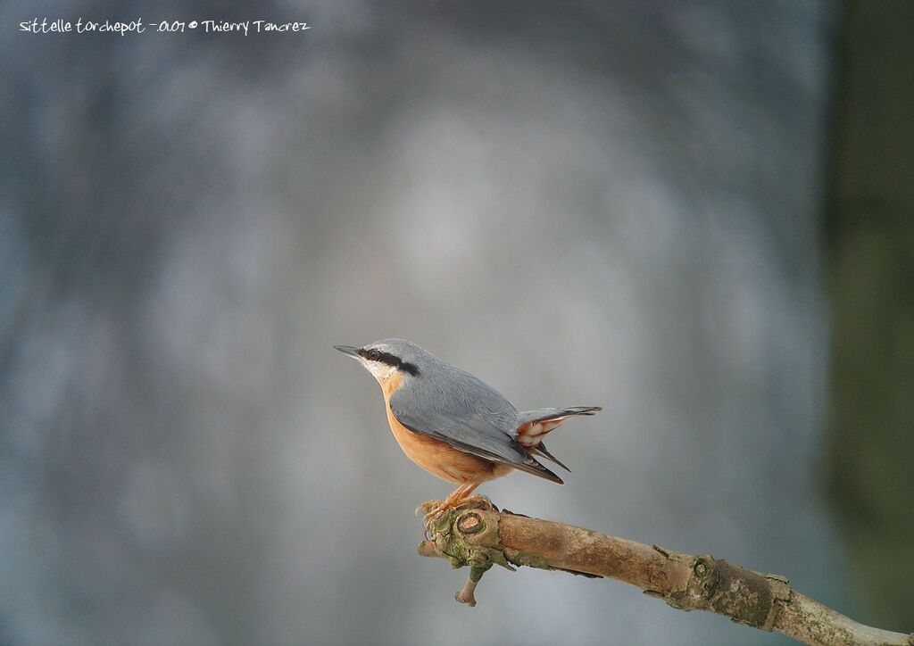 Eurasian Nuthatch