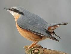 Eurasian Nuthatch