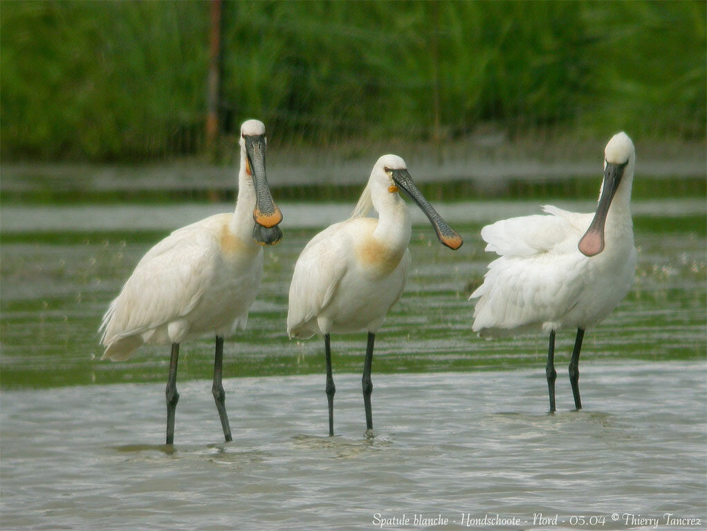 Eurasian Spoonbill