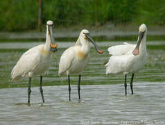 Eurasian Spoonbill