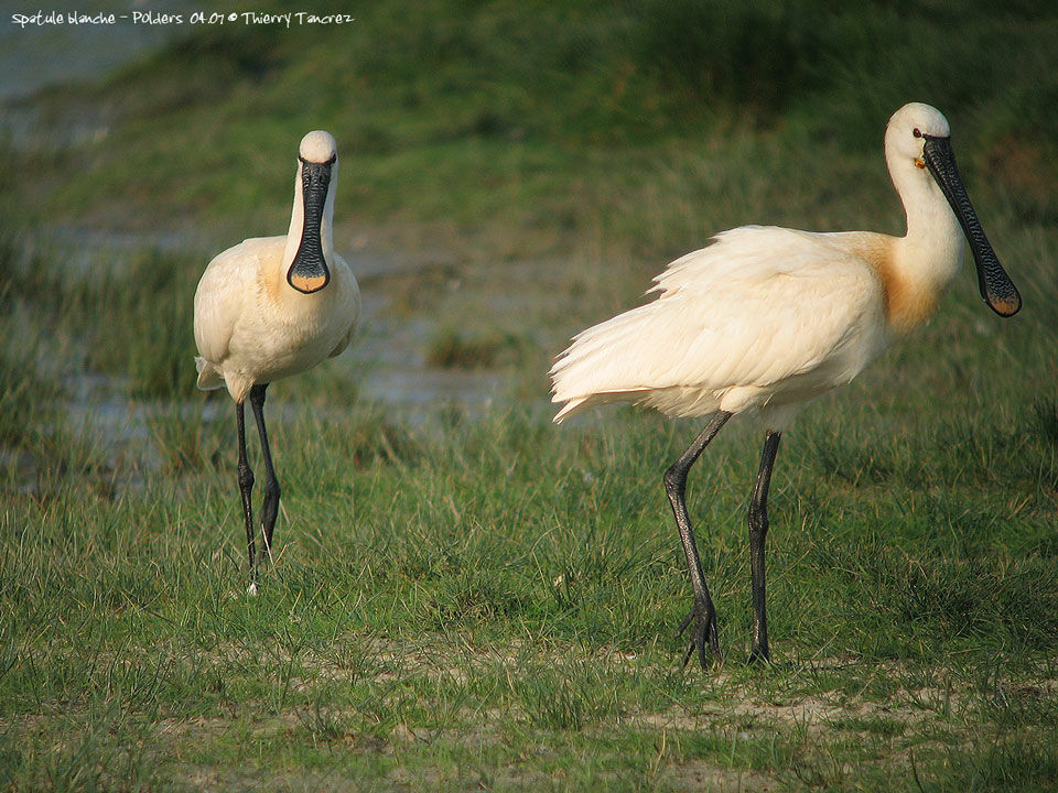 Eurasian Spoonbill