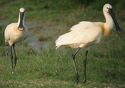 Eurasian Spoonbill