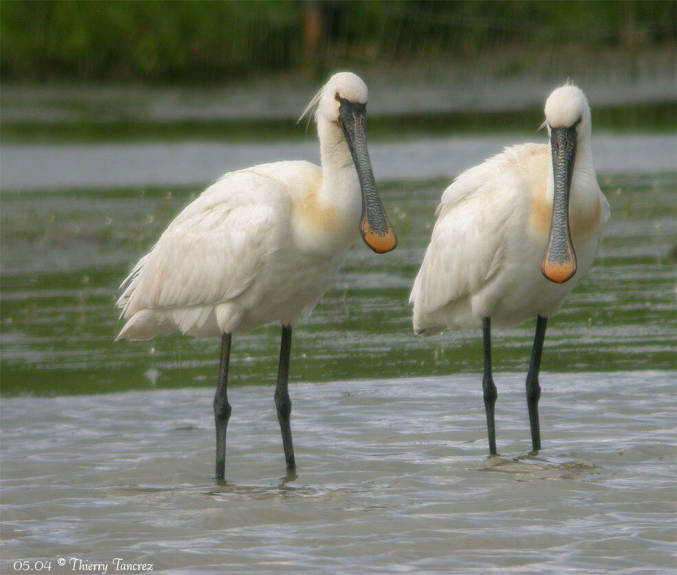 Eurasian Spoonbill