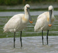 Eurasian Spoonbill