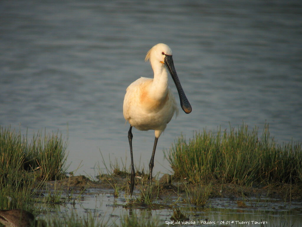 Eurasian Spoonbill