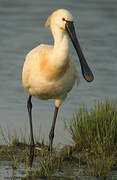 Eurasian Spoonbill