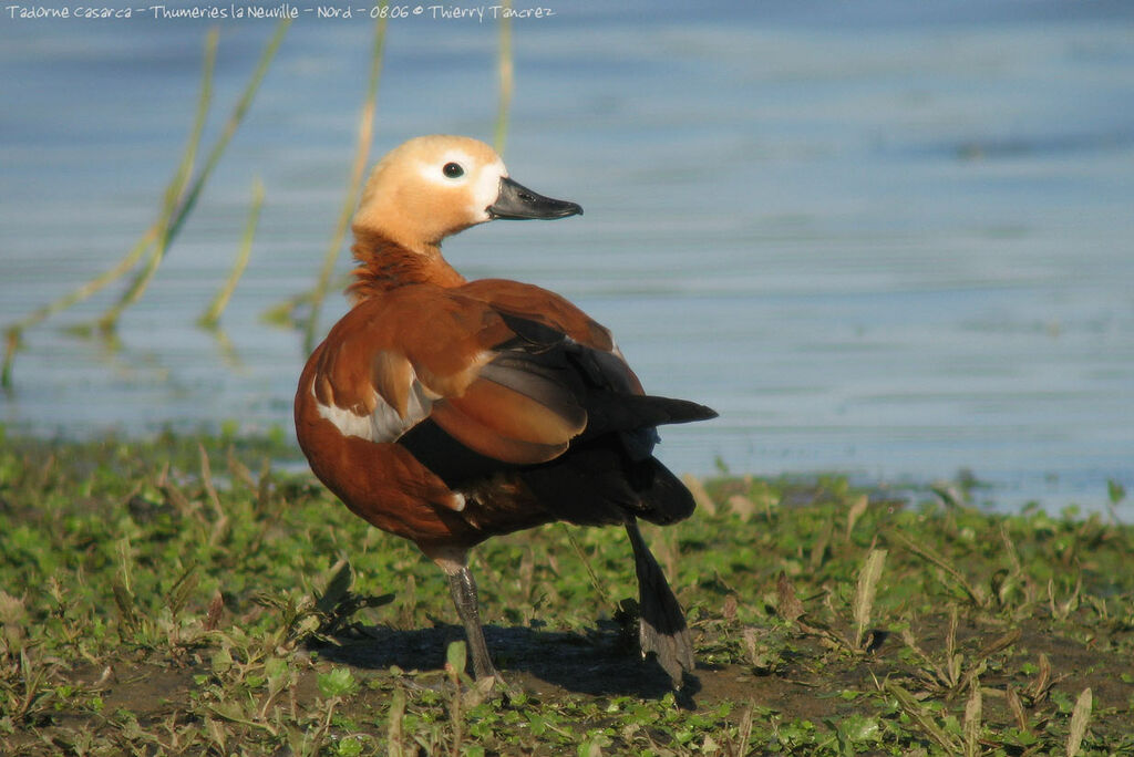 Ruddy Shelduck