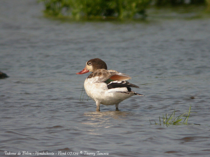 Common Shelduck