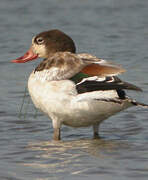 Common Shelduck