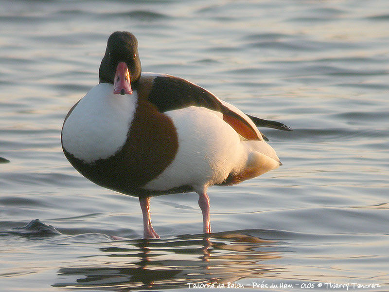 Common Shelduck