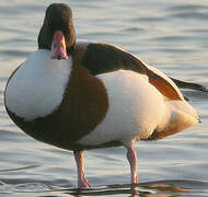 Common Shelduck