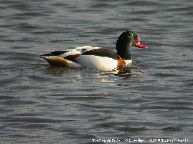 Common Shelduck