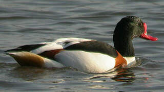 Common Shelduck