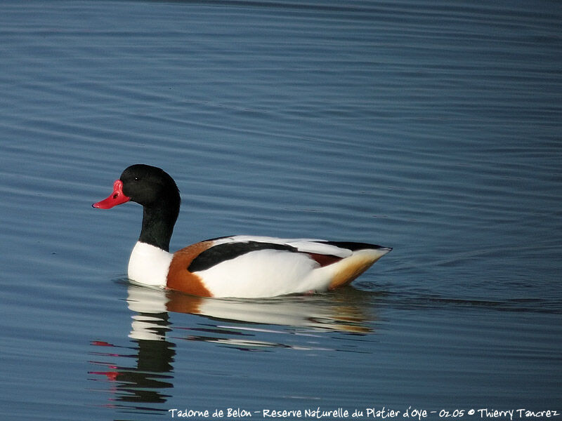 Common Shelduck