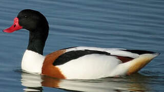 Common Shelduck