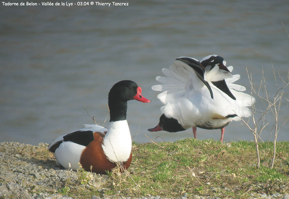 Common Shelduck