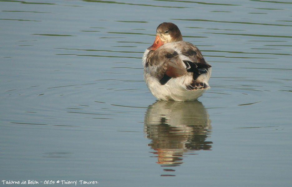 Common Shelduck