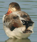 Common Shelduck