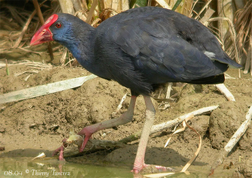 Australasian Swamphen