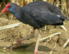 Australasian Swamphen