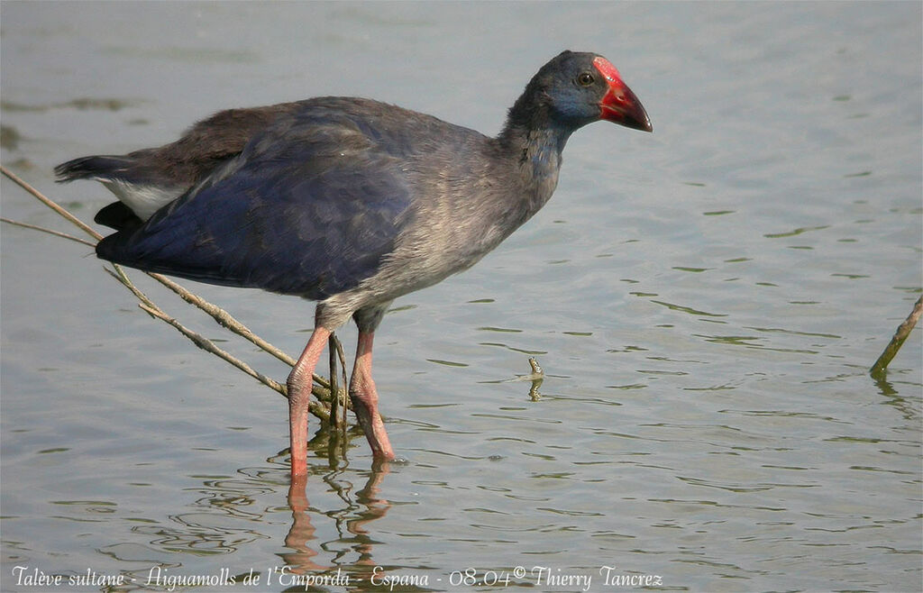 Australasian Swamphen