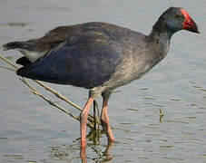 Australasian Swamphen