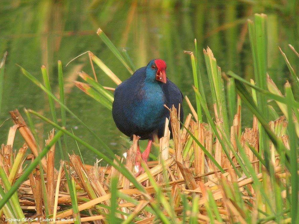 Western Swamphen