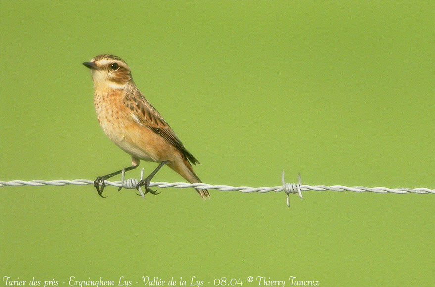 Whinchat