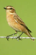 Whinchat