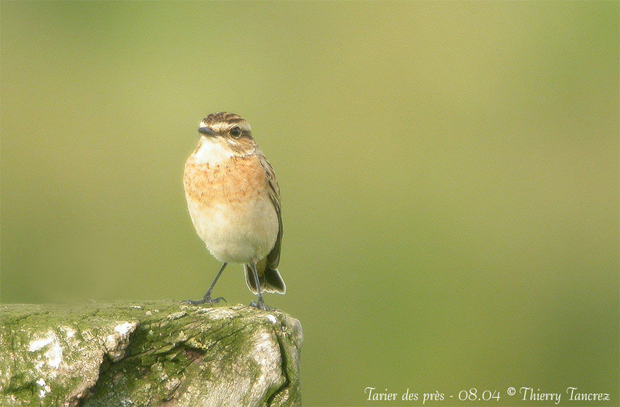 Whinchat