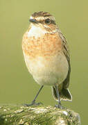 Whinchat