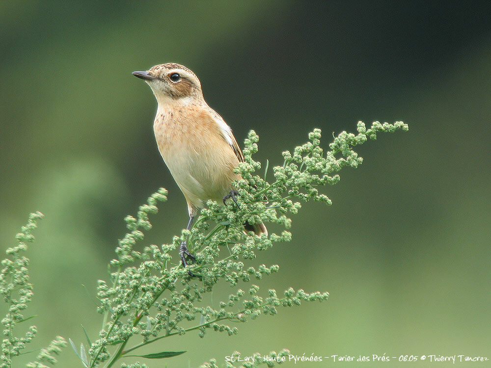 Whinchat