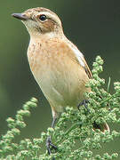 Whinchat