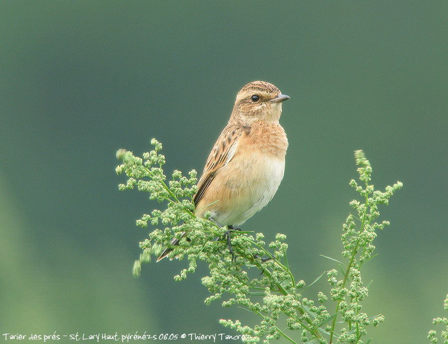 Whinchat