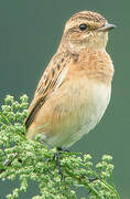 Whinchat