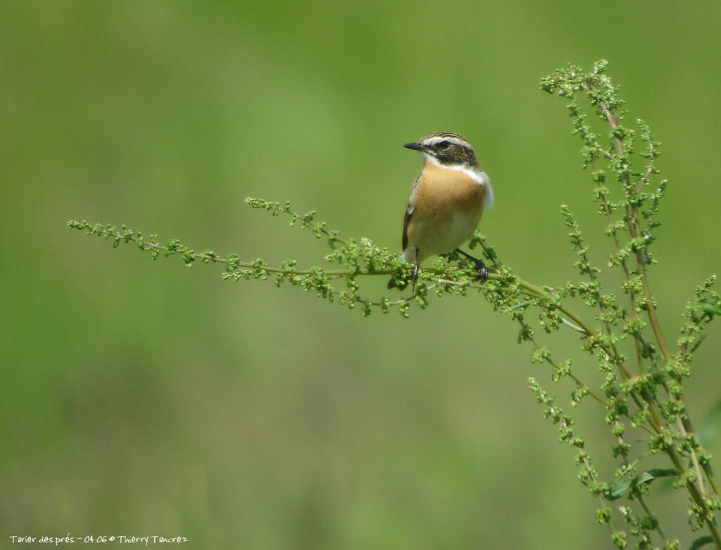 Whinchat