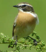 Whinchat