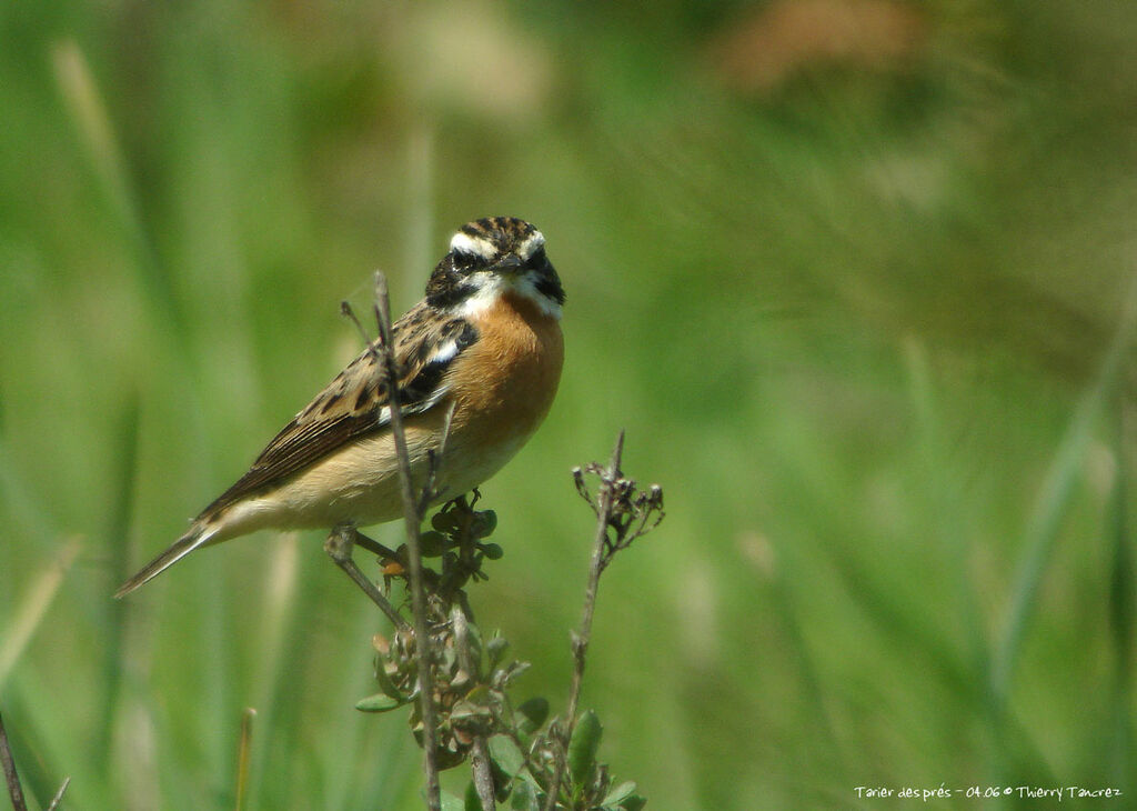 Whinchat