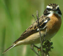 Whinchat