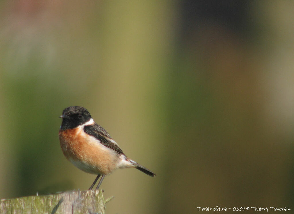 European Stonechat