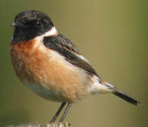 European Stonechat