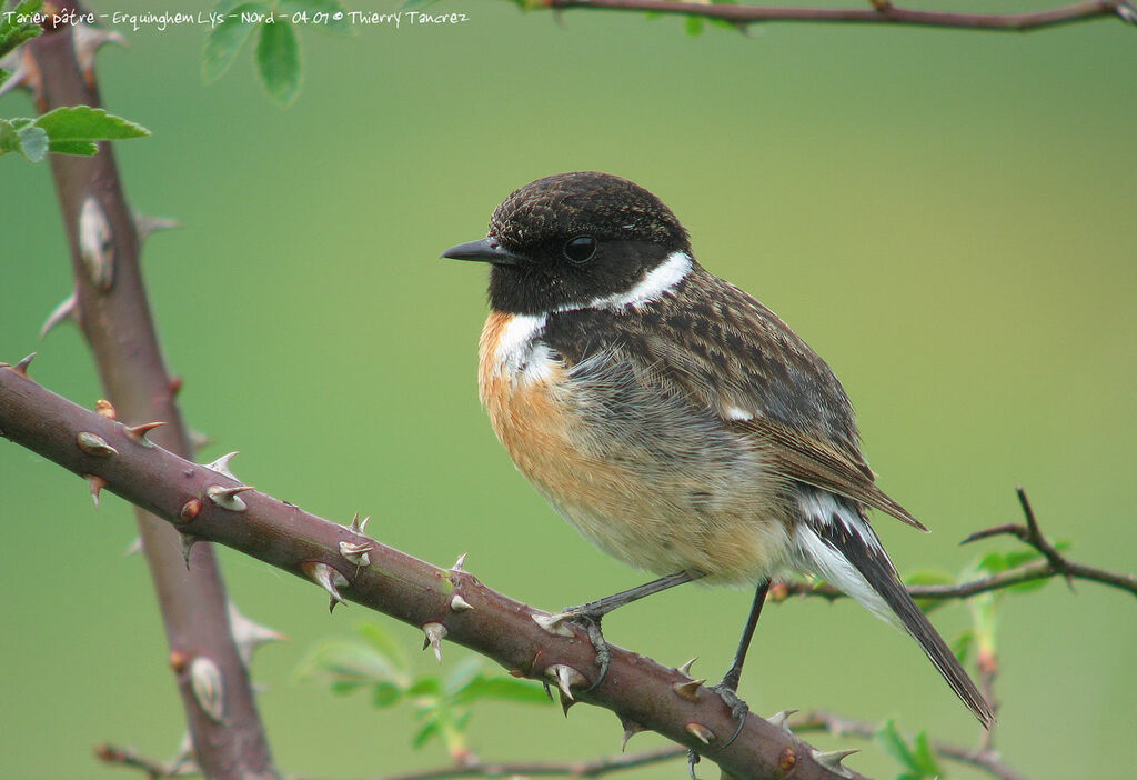 European Stonechat